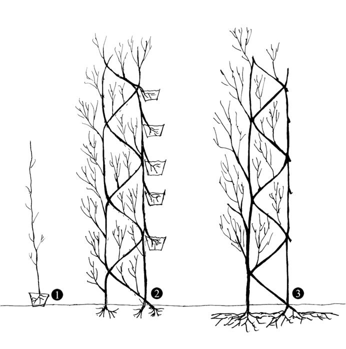 Živuća arhitektura