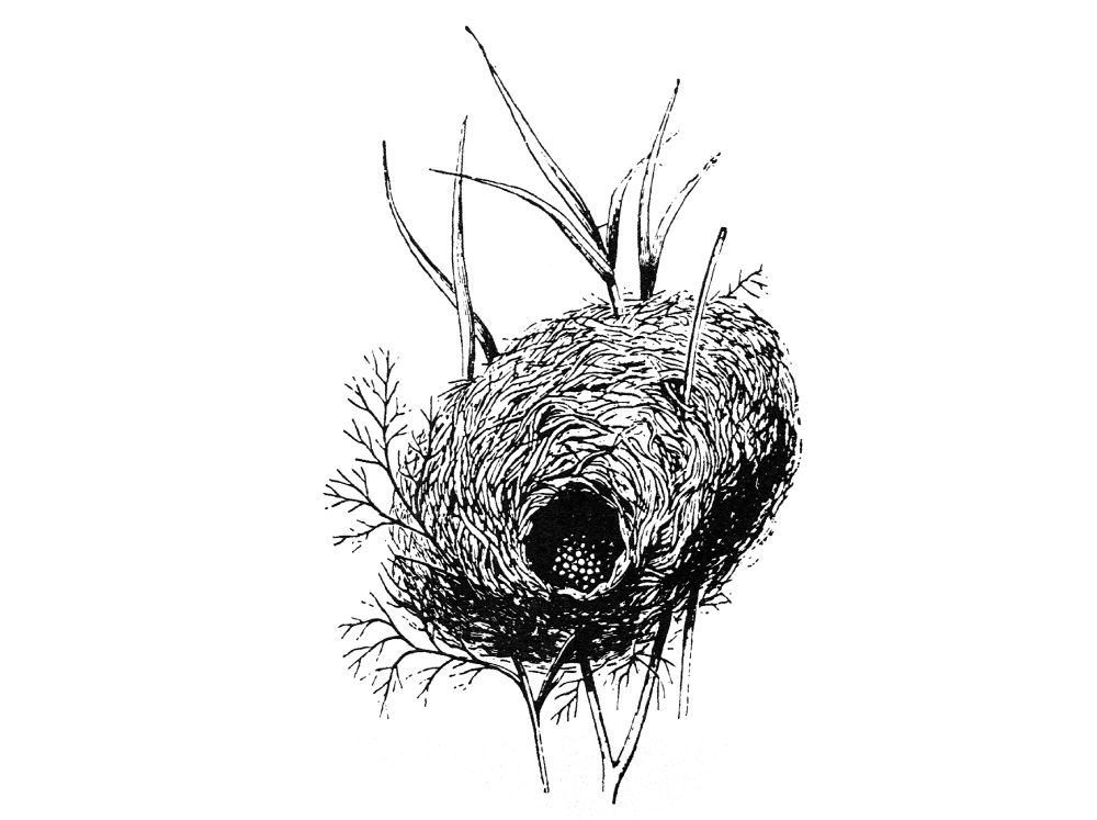 Gnijezdo RIBE KOLJUŠKE, „Arhitektura prirode“, Zvonko Pađan, sl. 120., str.114. (Školska knjiga, 2005.)