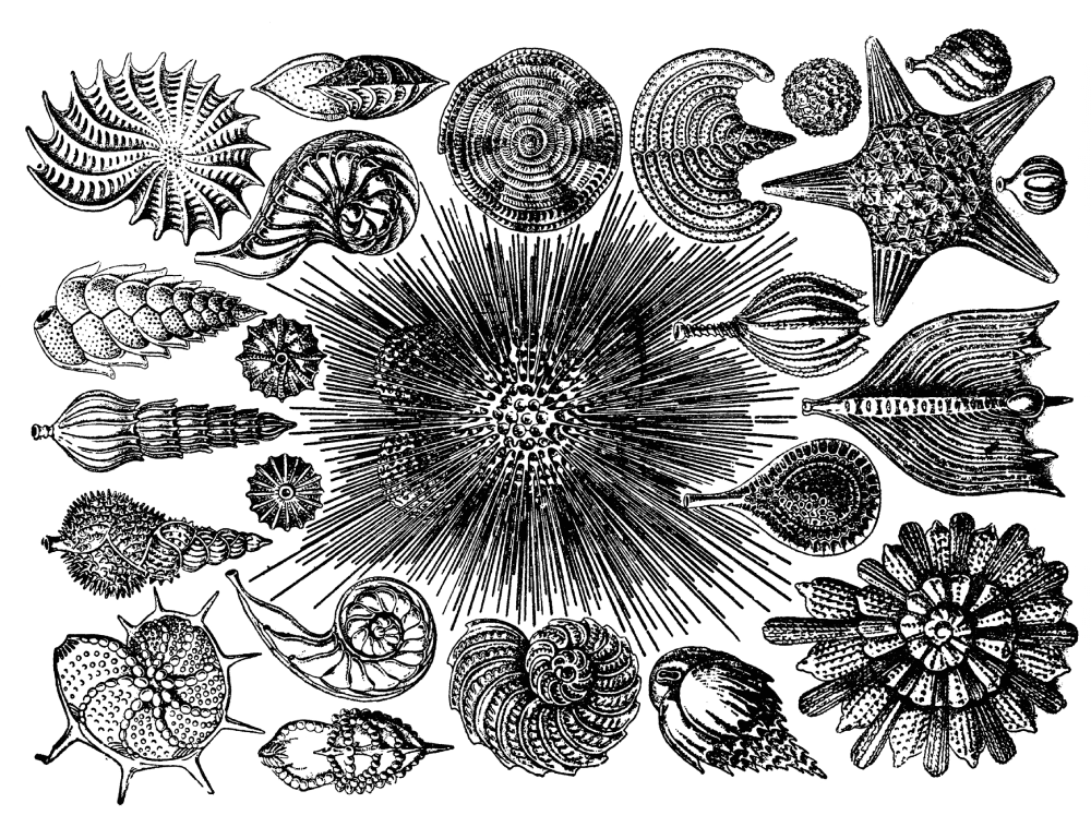 Vapnene tvorevine danas živih praživotinja KREDNJAKA prikazuju zavidnu visinu do koje se to graditeljstvo uspjelo uzdići, „Arhitektura prirode“, Zvonko Pađan, sl. 19., str.52. (Školska knjiga, 2005.)